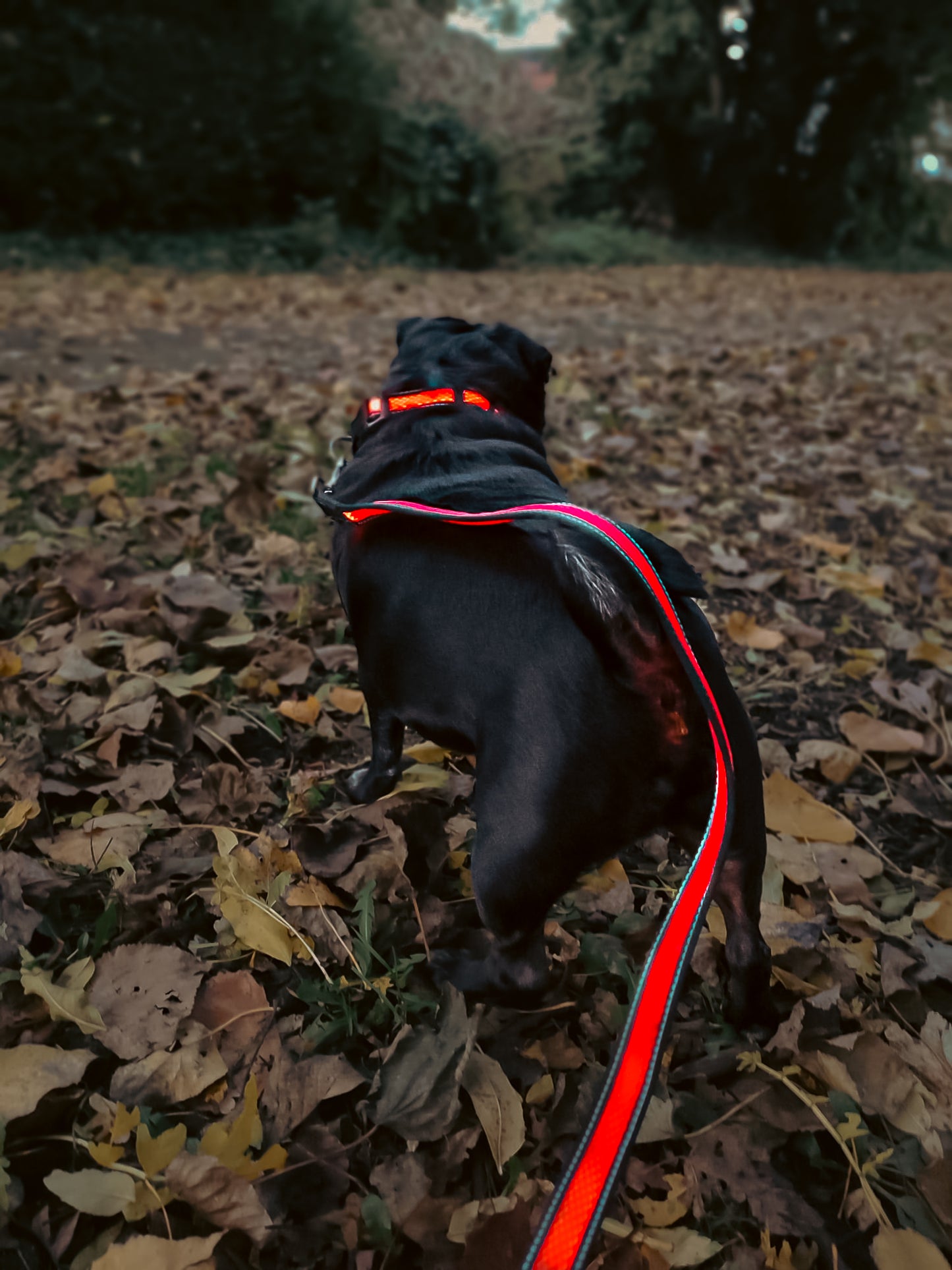 LED Dog Leads